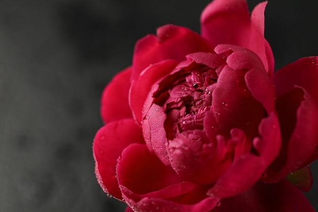 Schöne rosa Pfingstrosenblume mit Wassertropfen gegen dunklen Hintergrund