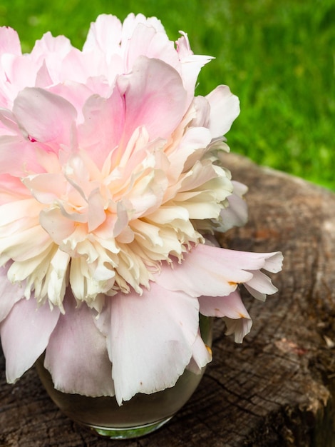 Schöne rosa Pfingstrosenblume nah oben