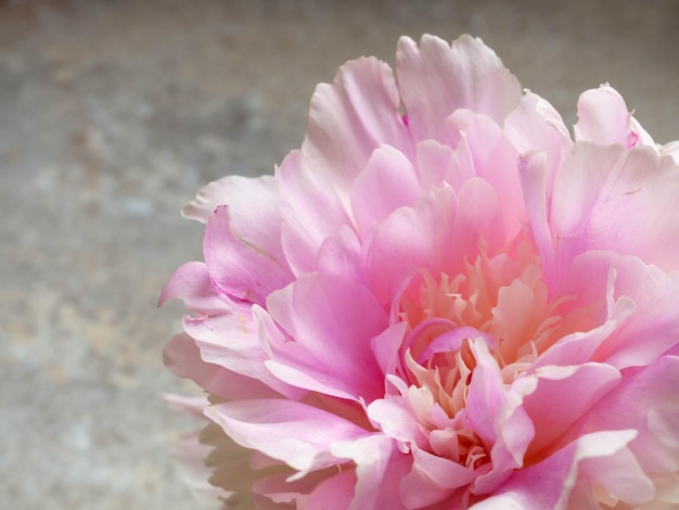 Schöne rosa Pfingstrosenblume nah oben