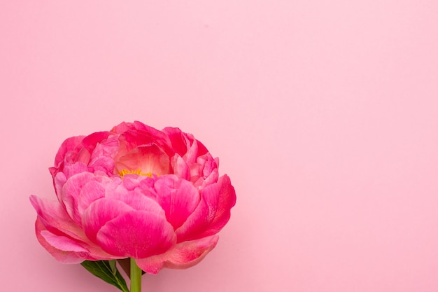 Schöne rosa Pfingstrosenblumen auf Pastellrosa