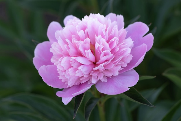 Schöne rosa Pfingstrosenlichter auf grünem Hintergrund. Sommerstimmung.