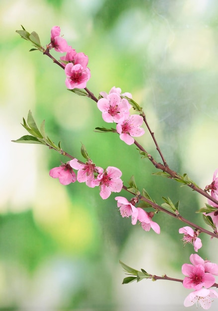 Schöne rosa Pfirsichblüte auf grünem Hintergrund