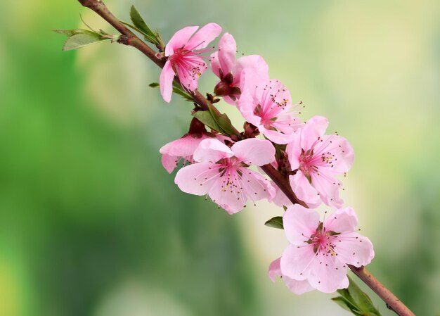 Schöne rosa Pfirsichblüte auf grünem Hintergrund