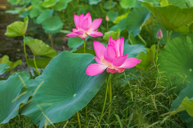 Schöne rosa Pollenlotosblume im See, reines rosafarbenes Lotusblumengrünblatt.