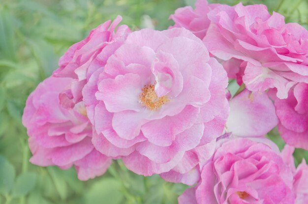 Schöne rosa Rose in einem Garten Rosafarbene Rosenblumen Busch von schönen rosafarbenen Rosen