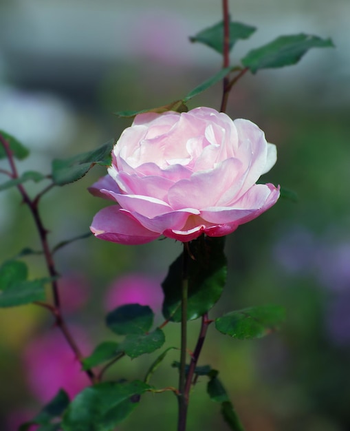 Schöne rosa Rose in einem Garten