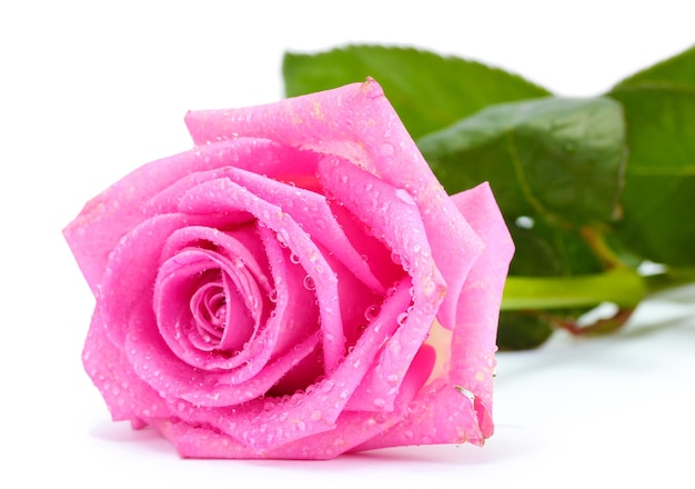 Schöne rosa Rose isoliert auf weiß