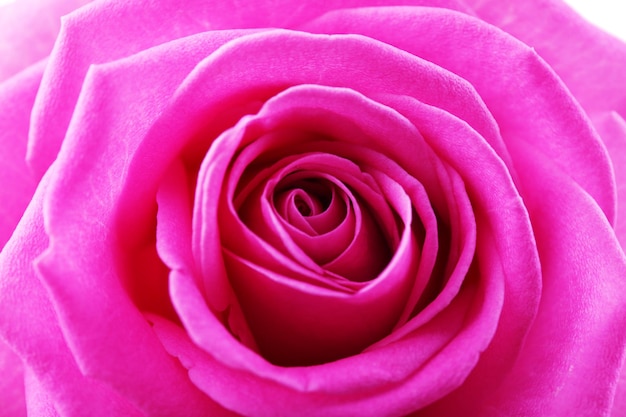 Schöne rosa Rose Nahaufnahme