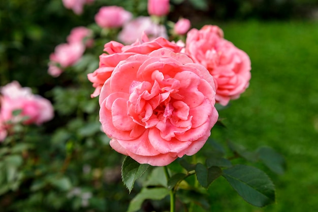 Schöne rosa Rose, umgeben von viel Grün Blühende Blume auf grünem Hintergrund jedoch unscharf Sommergarten