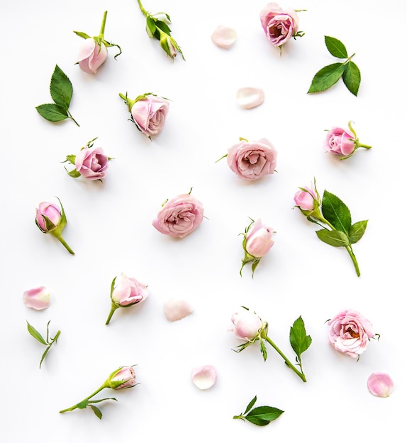 Schöne rosa Rosen auf weißem Hintergrund