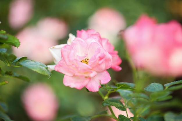 Schöne rosa Rosen blühen im Garten