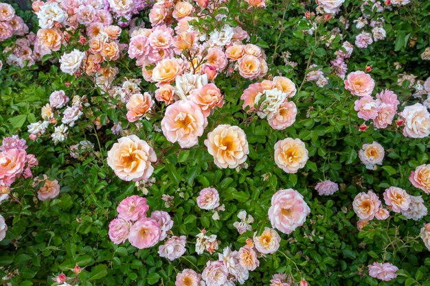 Schöne rosa Rosen blühen im Garten