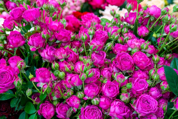 Schöne rosa Rosen. Blumenfestlicher natürlicher Hintergrund.