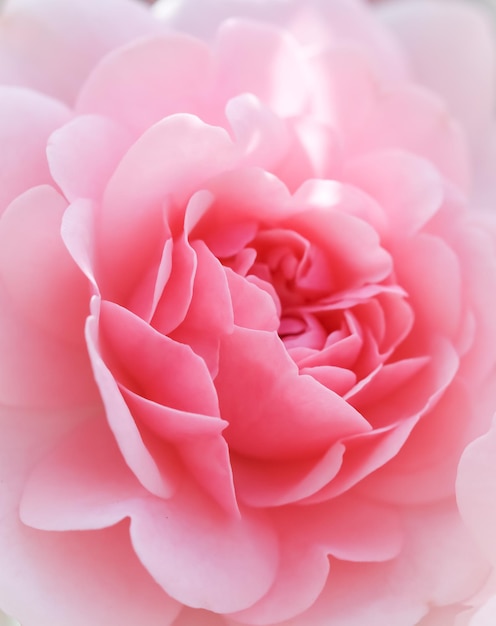 Schöne rosa Rosen Bonica perfekt für den Hintergrund von Grußkarten zum Geburtstag Valentinstag und