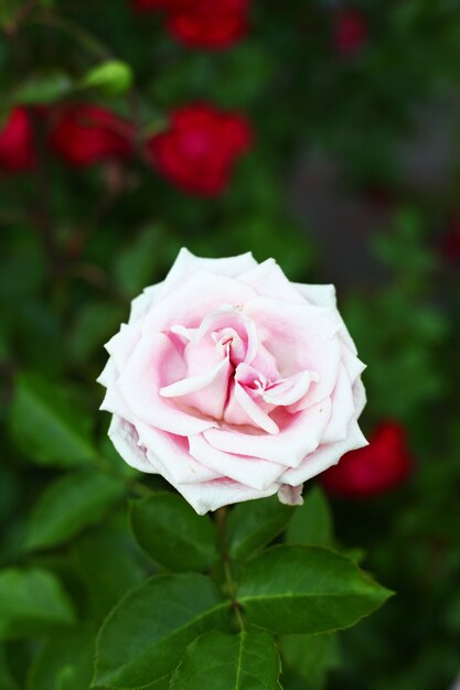 Schöne rosa Rosen im Garten.