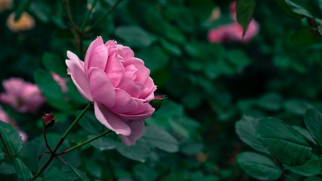 Schöne rosa Rosen im Garten