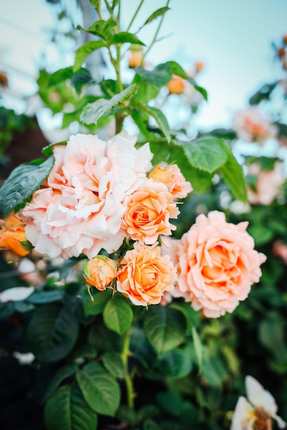 Schöne rosa Rosen im Gartenhintergrund