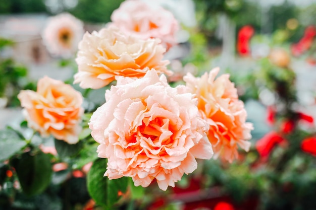 Schöne rosa Rosen im Gartenhintergrund