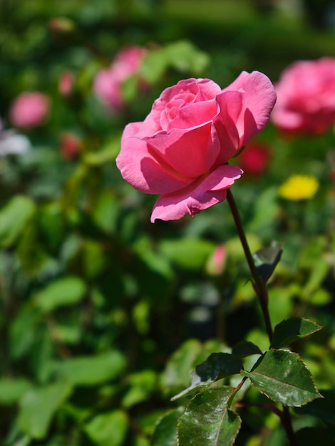 Schöne rosa Rosen im Sommer