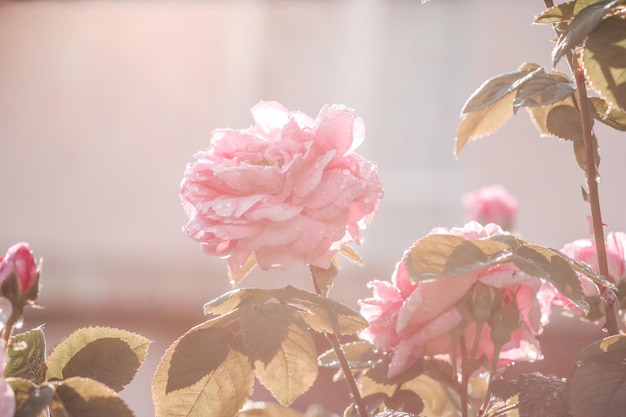 Schöne rosa Rosen im Sommergarten