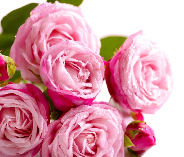 Schöne rosa Rosen isoliert auf weiß