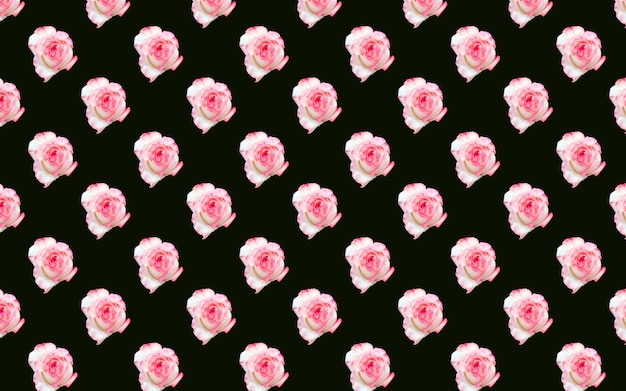 Schöne rosa Rosenblüten. Blühende Rosen nahtlose Muster. Natürlicher mit Blumenhintergrund.