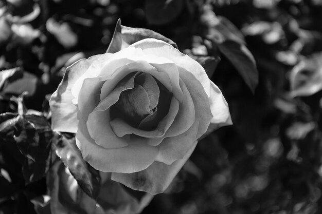 Schöne rosa Rosenblume mit Blütenblättern Natur