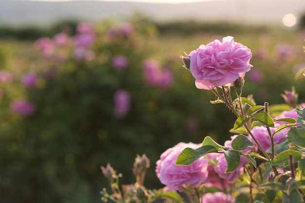 Schöne rosa Rosenblume.