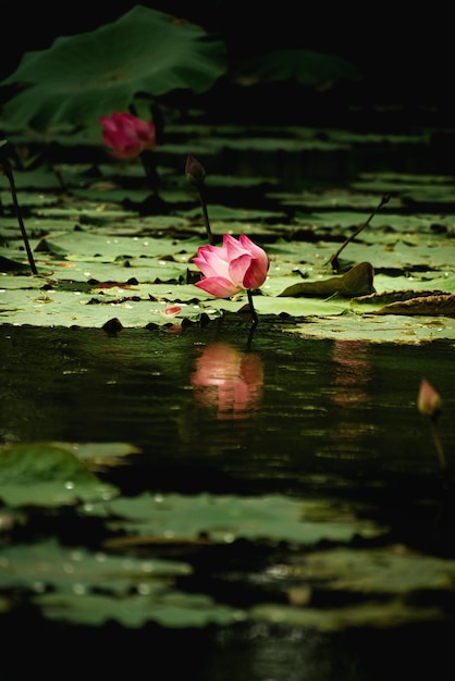 Schöne rosa Seerose oder Lotusblume im Teich. Blühen in der Natur.