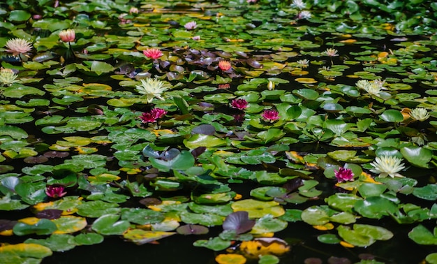 Schöne rosa Seerosen im Sonnenlicht auf grünem Hintergrund der Natur wilden Wald Eine Seerose blüht in einem Teich ist von Blättern umgeben Die Lotusblüte Dekoration im Park