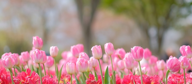 schöne rosa Tulip Blumen, die im Garten, Frühlings-Saison blühen