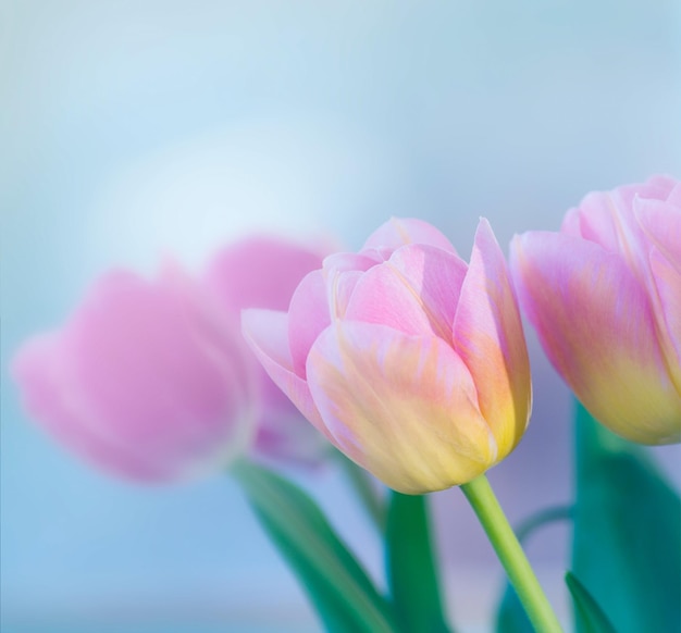 Schöne rosa Tulpe Hintergrundtextur