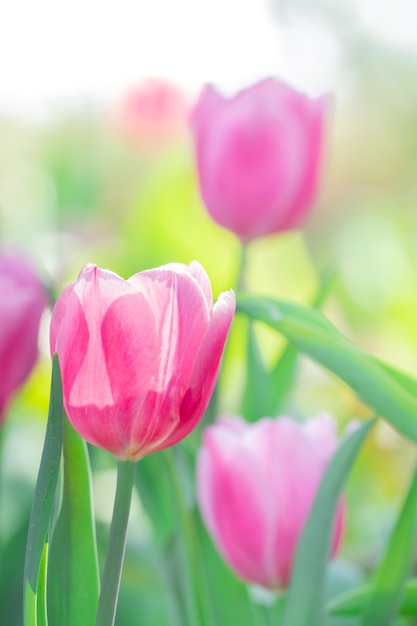 Schöne rosa Tulpe im Garten