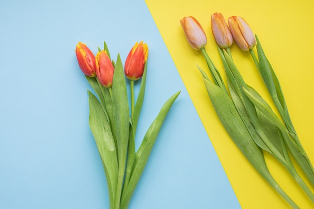 Schöne rosa Tulpen auf mehrfarbigem Papierhintergrund mit Kopierraum. Frühling, Sommer, Blumen, Farbkonzept, Frauentag.