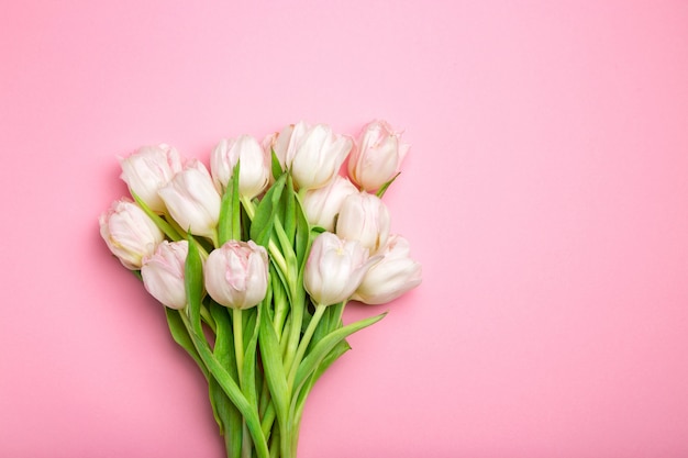 Schöne rosa Tulpen auf Rosa.