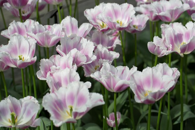 Schöne rosa Tulpen Blumenbeete Nahaufnahme Blumenhintergrund Sommergarten Landschaftsgestaltung
