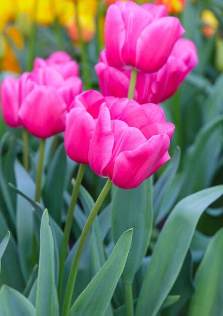 Schöne rosa Tulpen im Frühling (Makro)