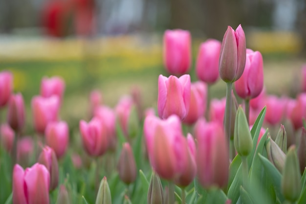 Schöne rosa Tulpen