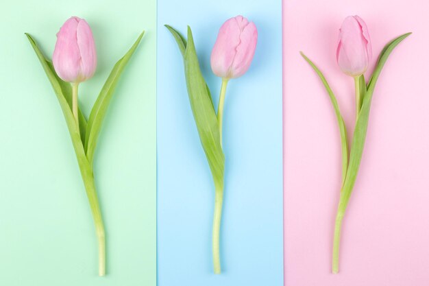 Schöne rosa Tulpenblumen auf trendigem rosa blauem und grünem trendigen Hintergrund Ansicht der Frühlingsferien von oben