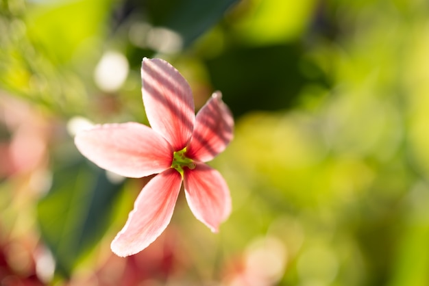 Schöne rosa und rote Rangun-Kriechpflanze blüht im Garten im Freien