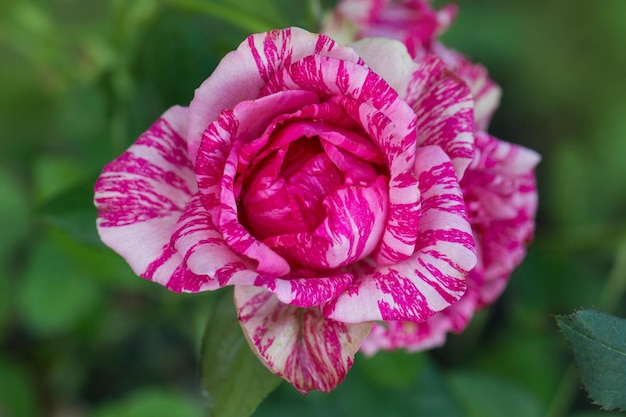 Schöne rosa und weiß gestreifte Rose Pink Intuition Bunter Busch aus gestreiften Rosen im Garten