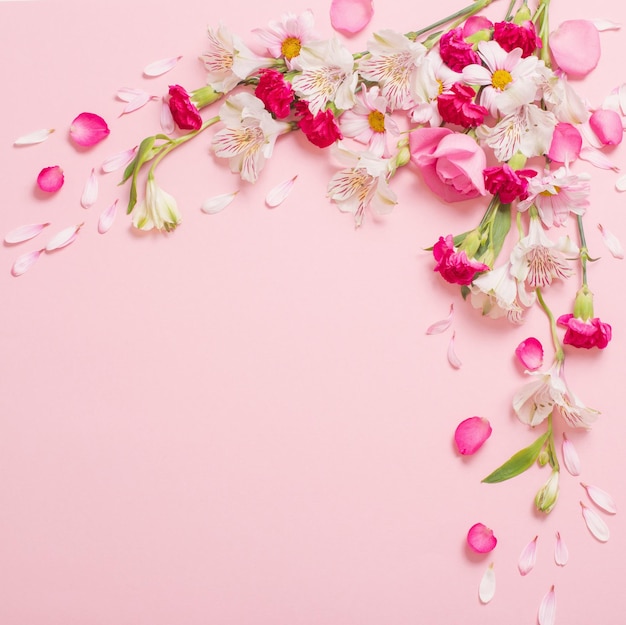Schöne rosa und weiße Blumen auf rosa Hintergrund