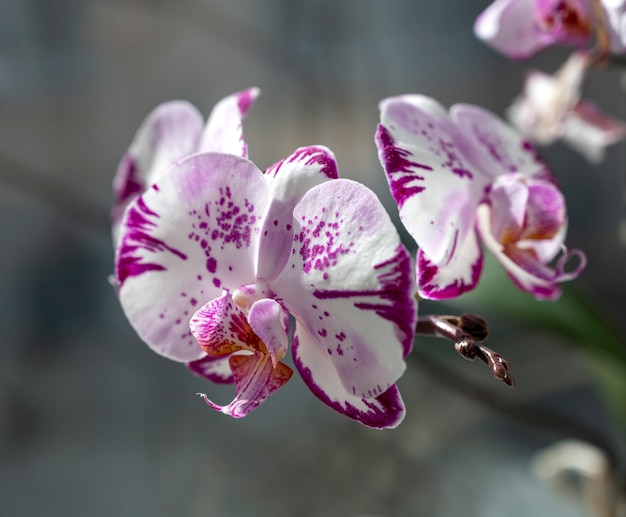 Schöne rosa und weiße Orchidee im Freien