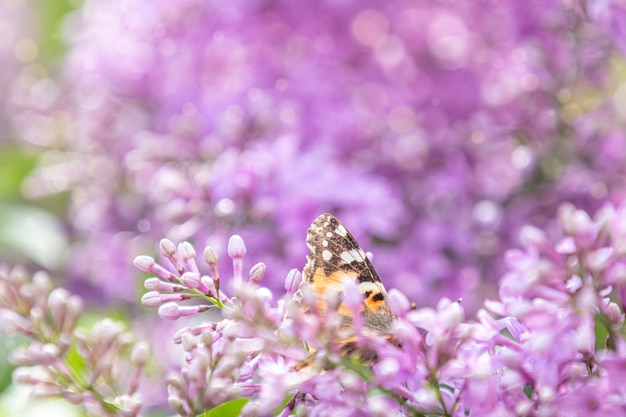 Schöne rosa violette lila Syringablumen und flatternder Schmetterling auf Natur draußen, Nahaufnahmemakro. Magisches künstlerisches Bild. In sonnigen Lichttönen getönt.