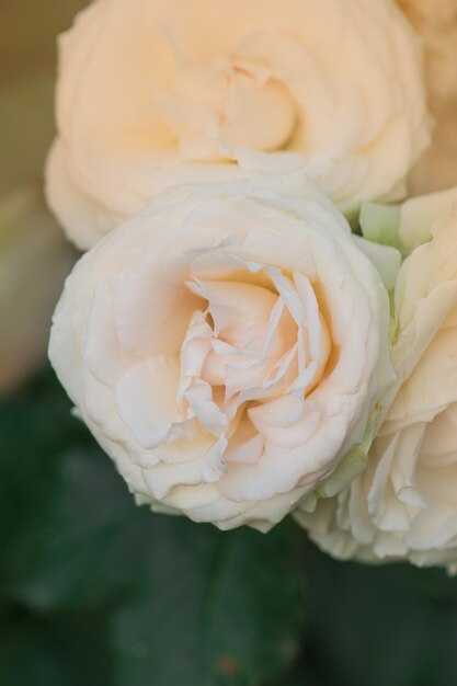 Schöne rosa weiße Rosen im sameren Garten