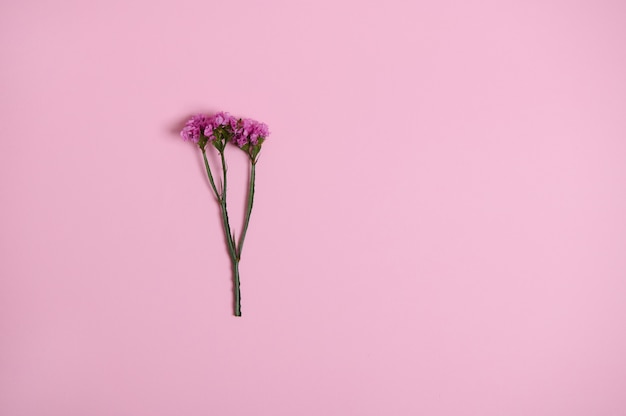 Schöne rosa Wiesenblume lokalisiert über rosa Hintergrund mit Kopienraum. Flache Laienkomposition, Stillleben.