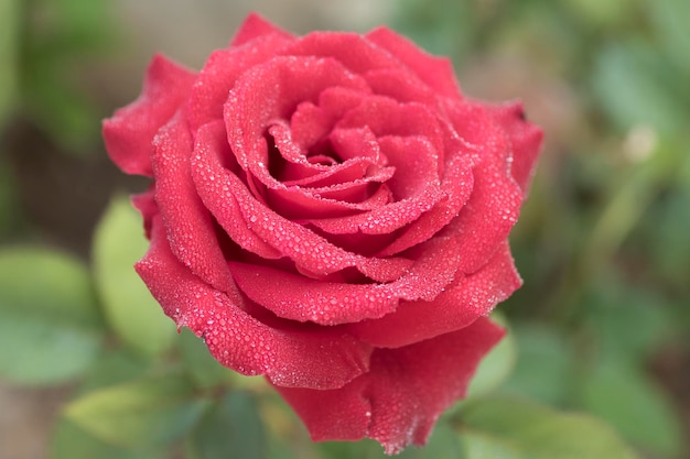 Schöne rosafarbene Blume mit Tautropfen