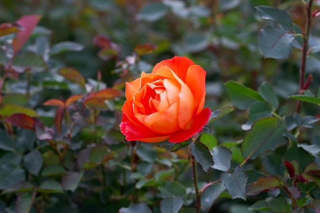 Schöne rosafarbene Blume rosa super trouper Nahaufnahme