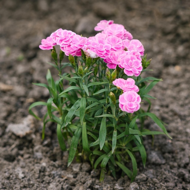 Schöne rosafarbene Blumen des niedrigen Nelkensommergartens der Grenze