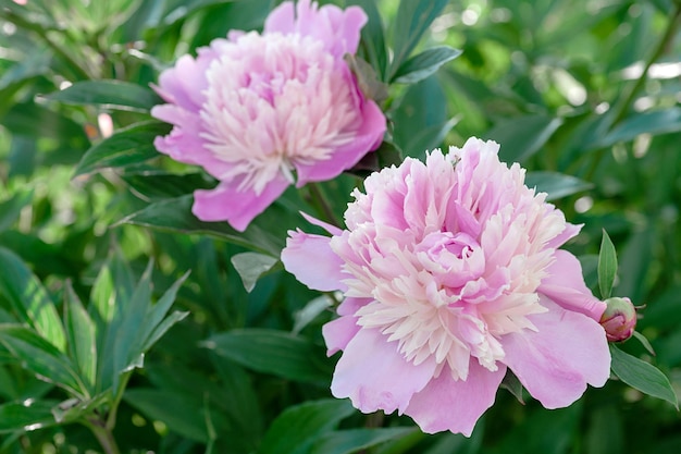 Schöne rosafarbene frische Pfingstrosen im Garten Gartenarbeit und Blumenanbau als Hobby